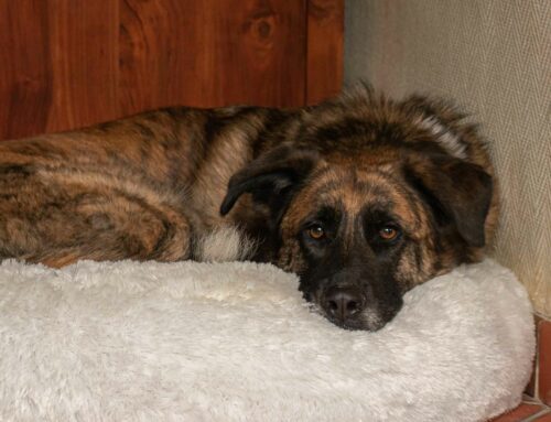 Coussin donuts pour chien