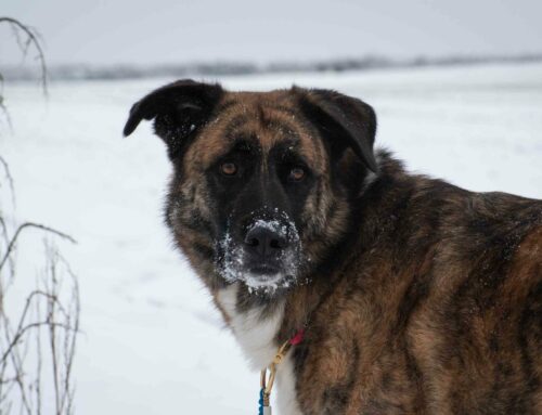 Les promenades et la neige