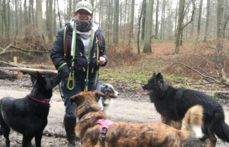 Éducateur comportementaliste canin