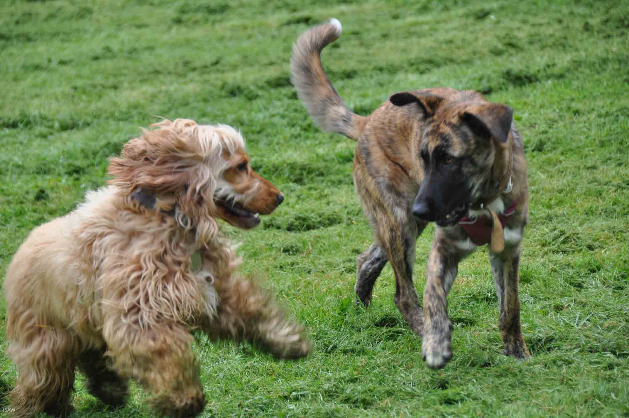 Adopter un chien d'Espagne