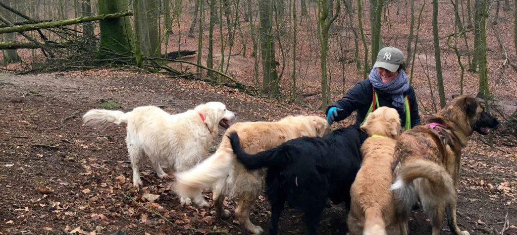 comportementaliste waterloo avec ses chien en foret