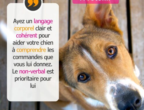 La communication non-verbal est prioritaire pour votre chien.