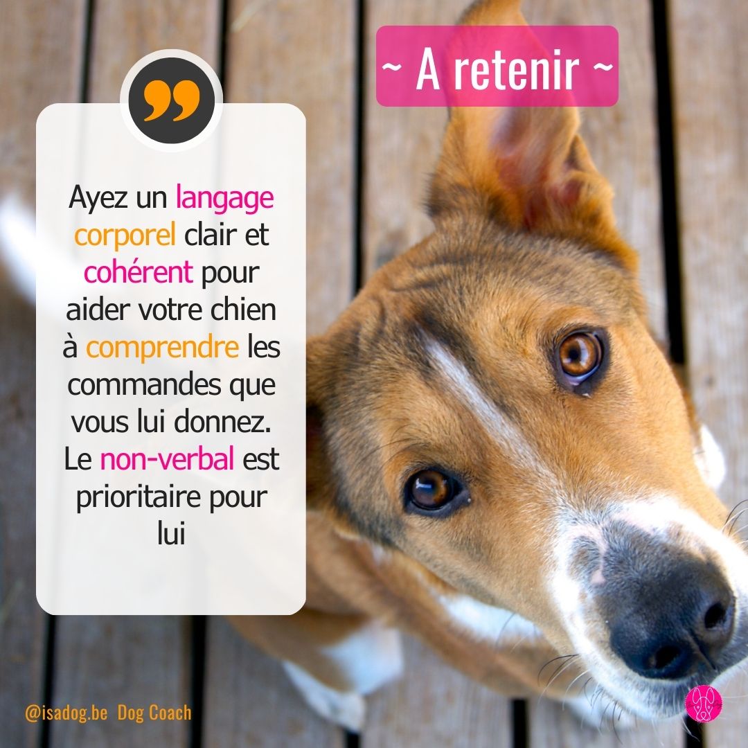 comment utiliser la communication non verbal avec son chien