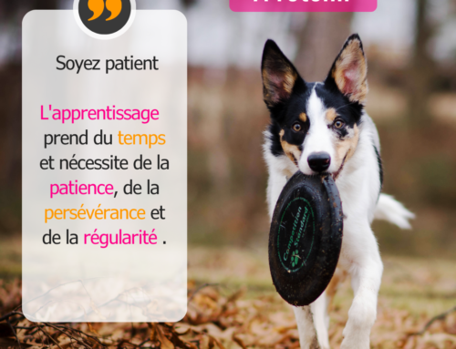 Soyez patient : La clé de l’apprentissage