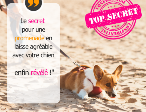 Le secret pour une promenade agréable