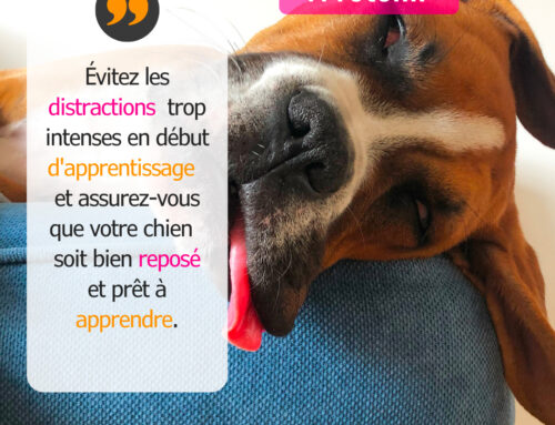 Apprentissage du chien et distraction