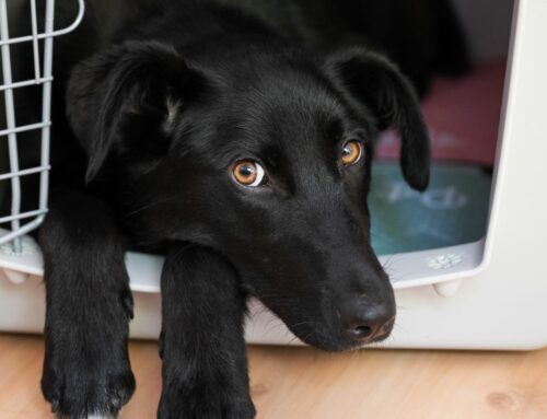 Liberté en Cage? Le Débat sur les Enclos et Cages pour Chiens