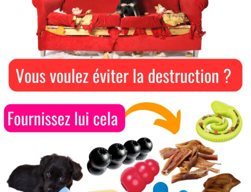 Pourquoi la Mastication est Cruciale pour Votre Chien ? Découvrez les Produits Incontournables