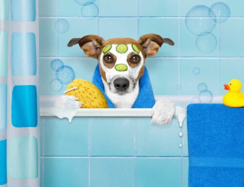 Les Indispensables du Toilettage Canin : Investissez dans le Bien-être de Votre Chien