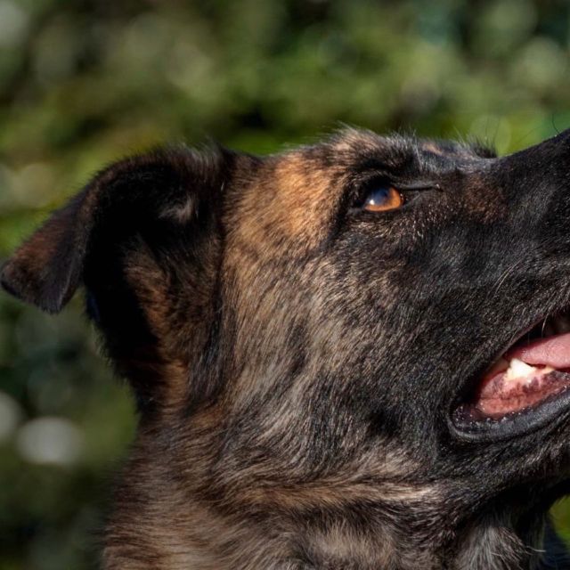 Home - Isadog